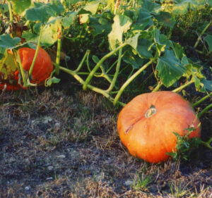 calabazas_900x842